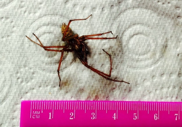 A Couple Claim They Found A Giant Spider In Their Bottle Of Coke
