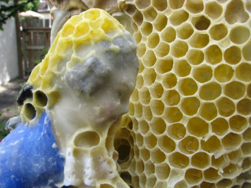Bee Art That You Won’t Believe It’s Real