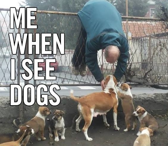Reasons That Dog People Are Completely Crazy