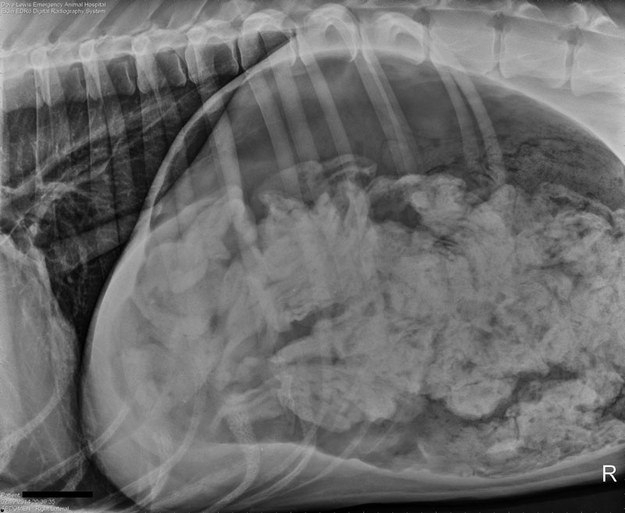 You Will Never Believe What A Vet Found In This Dog’s Stomach