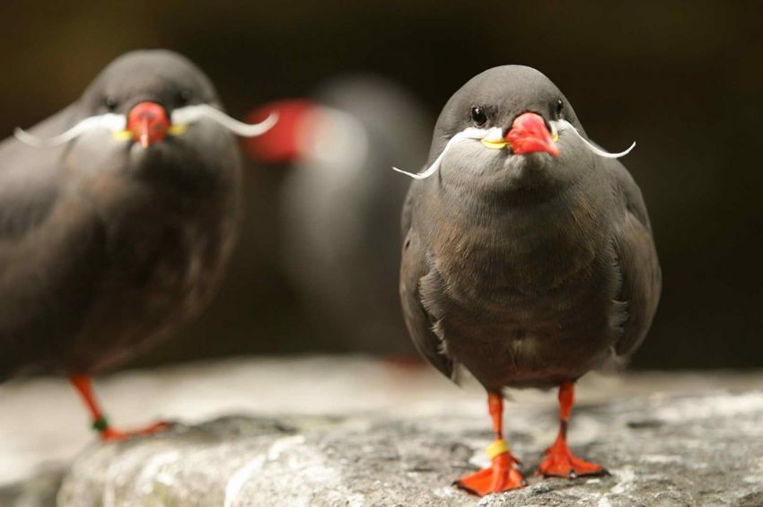 You Didn't Know These Birds Even Existed, But They Do