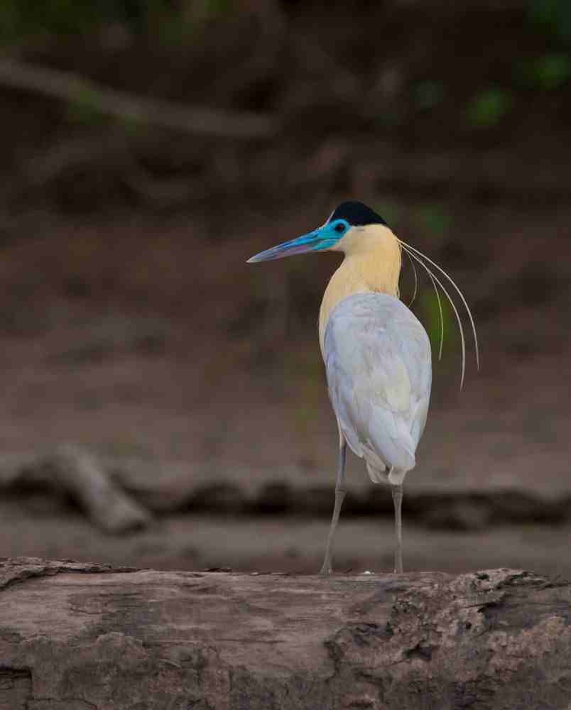 You Didn't Know These Birds Even Existed, But They Do