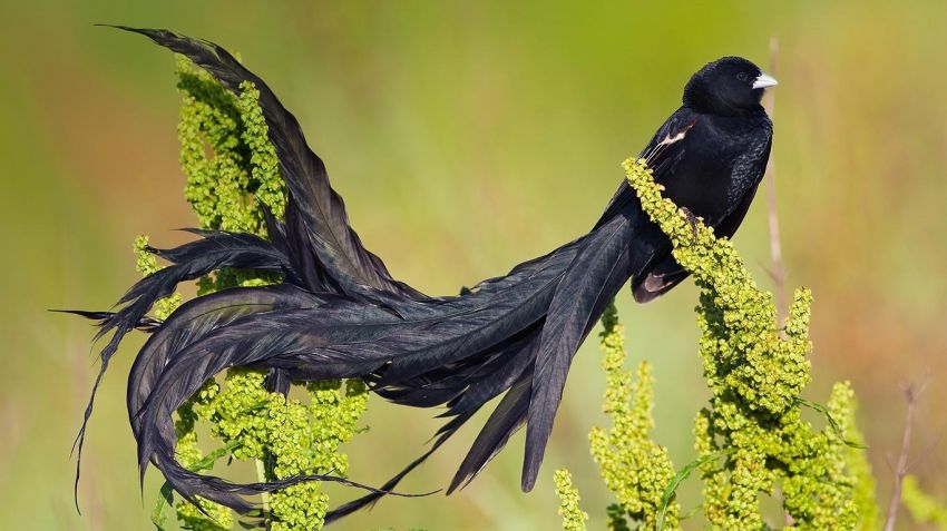 You Didn't Know These Birds Even Existed, But They Do