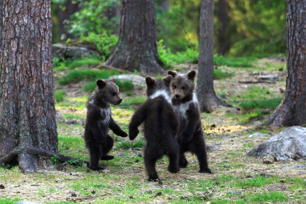 “Dancing” Bear Cubs