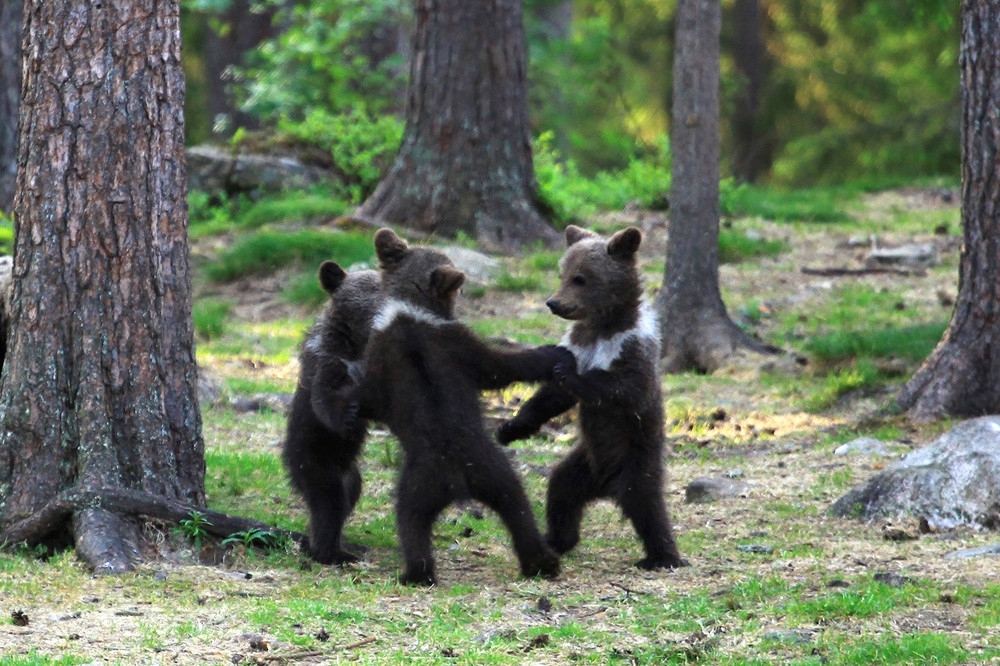 “Dancing” Bear Cubs