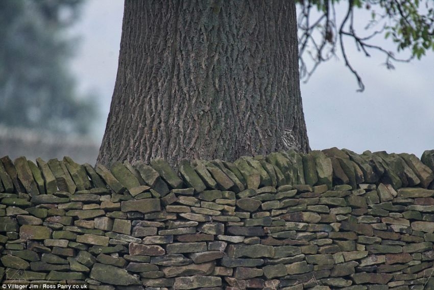 Owls prove to be masters of disguise