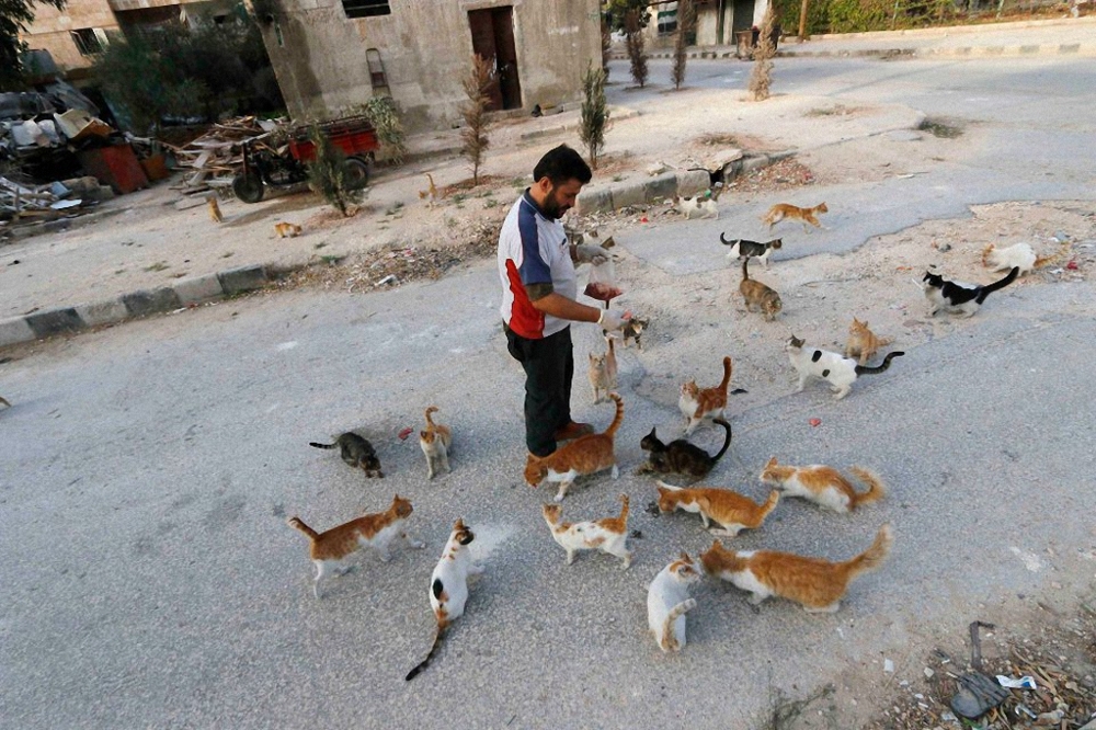 This Man's Daily Act Of Kindness To Cats In Syria Is Truly Incredible