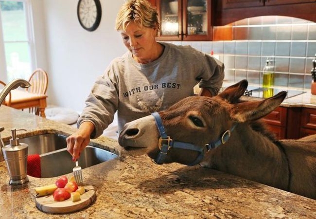  This Family Lets Their Donkey Live Inside The House