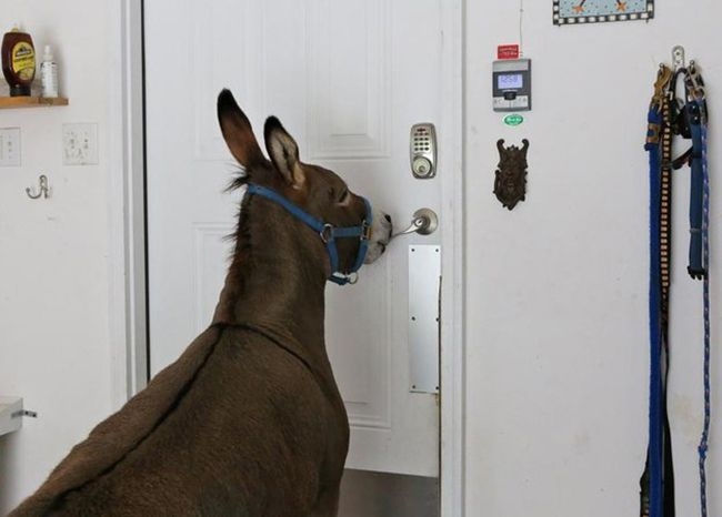  This Family Lets Their Donkey Live Inside The House