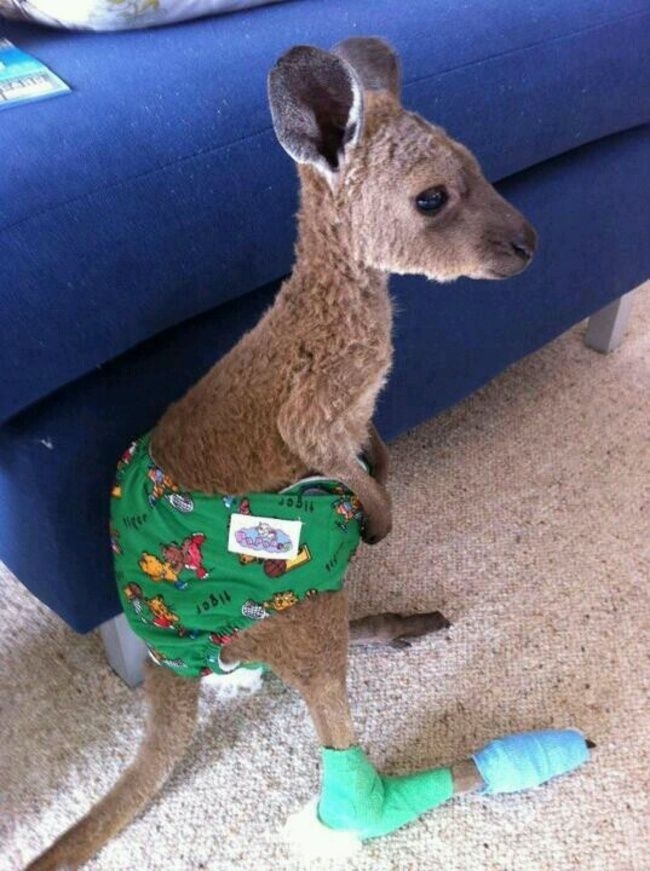Kangaroos And Wallabies That Will Hop All Over Your Heart With Cutenes
