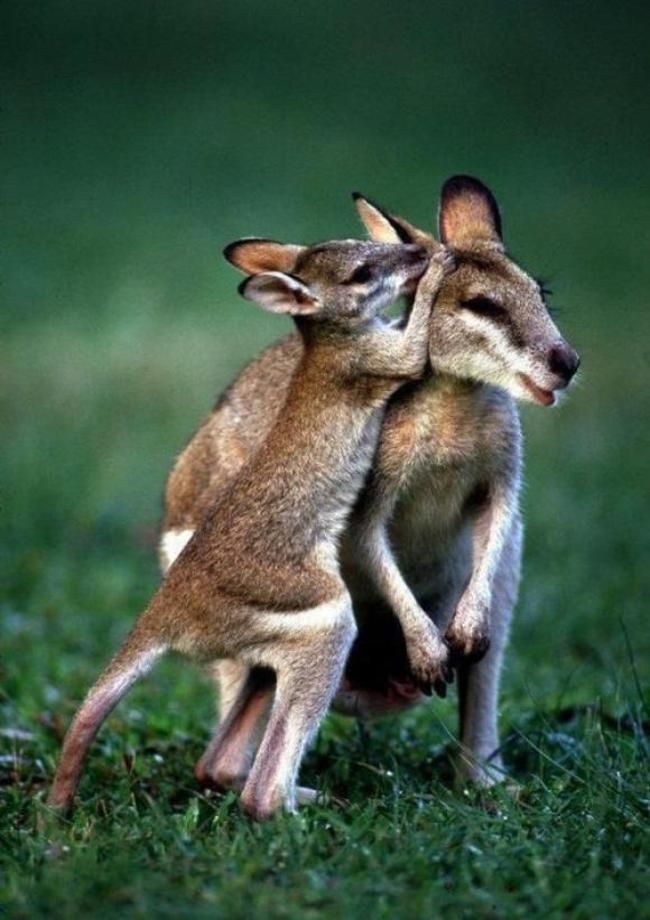 Kangaroos And Wallabies That Will Hop All Over Your Heart With Cutenes