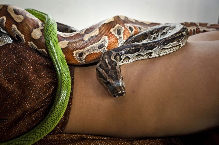 Reflexology Spa Uses Pythons for Massage