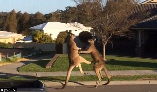 Two boxing kangaroos
