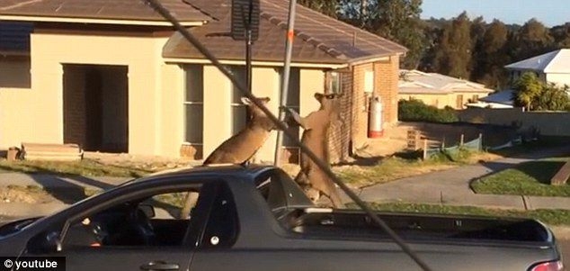 Two boxing kangaroos