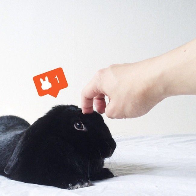 Enid Is Instagram*'s Adorable Rabbit Who Loves Posing For The Camera