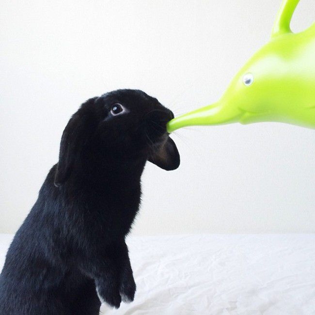 Enid Is Instagram's Adorable Rabbit Who Loves Posing For The Camera