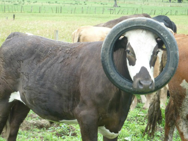 Cows May Be Adorable Farm Animals, But They Aren't The Smartest