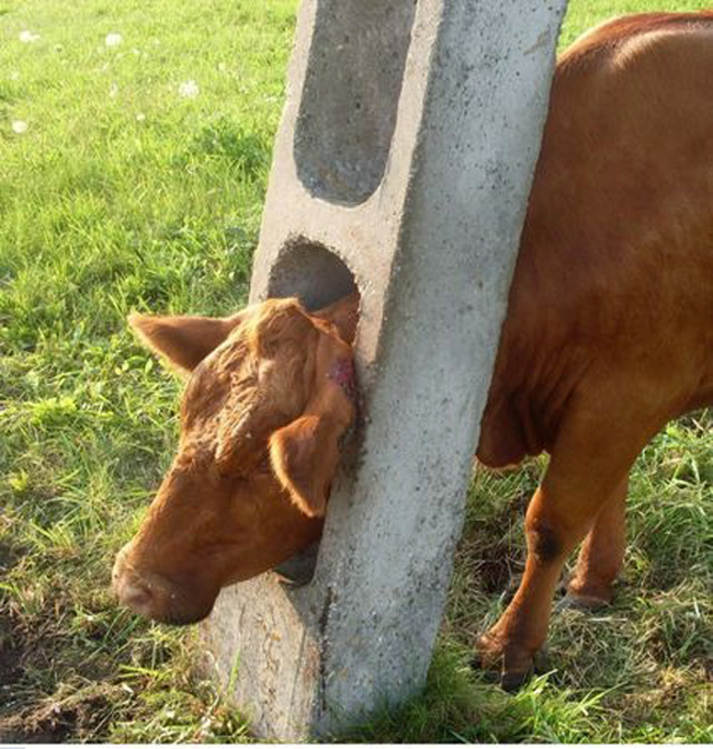 Cows May Be Adorable Farm Animals, But They Aren't The Smartest