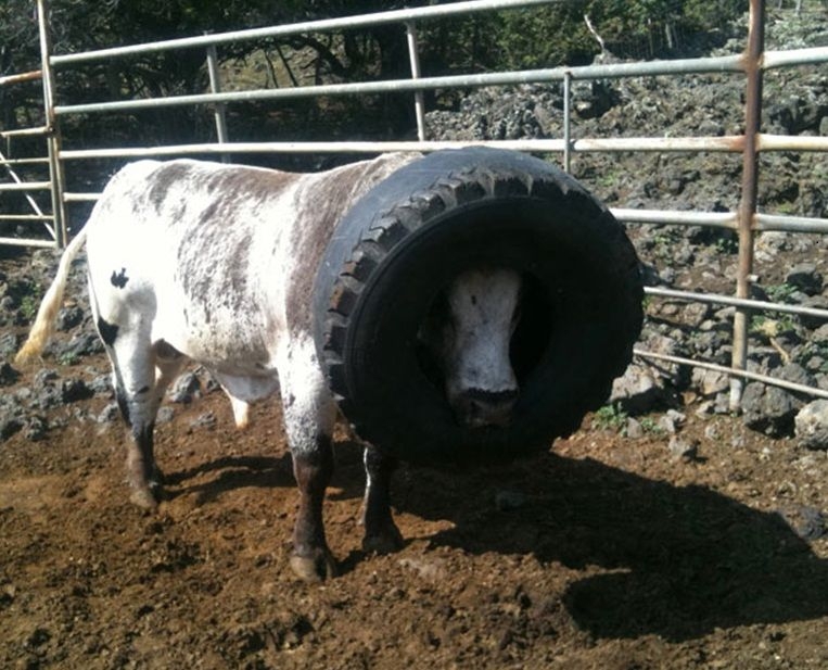 Cows May Be Adorable Farm Animals, But They Aren't The Smartest