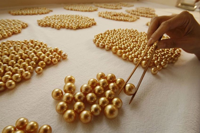 Golden Pearl Farming In Philippines