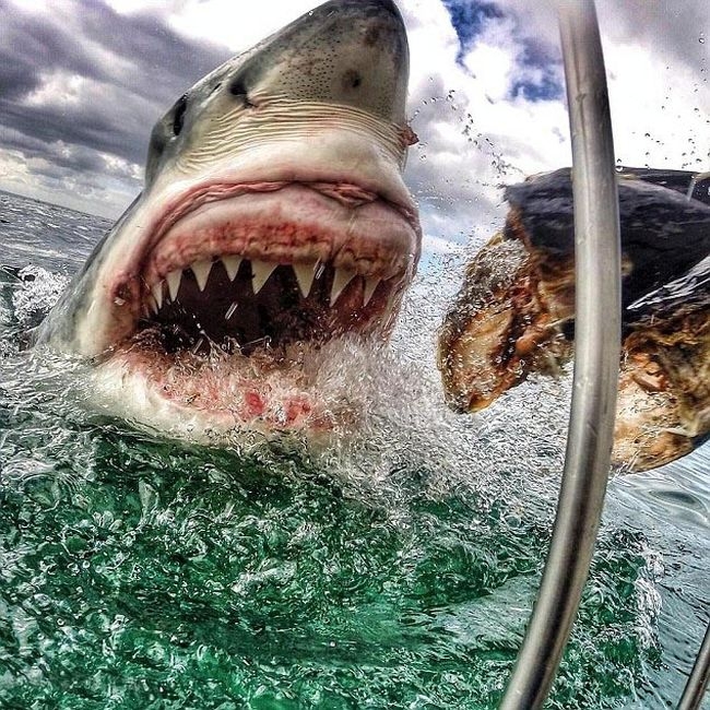 Shark Gets A Closeup