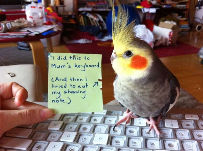 23 'Bird Shaming' Moments Show That They're Quite The Troublemakers