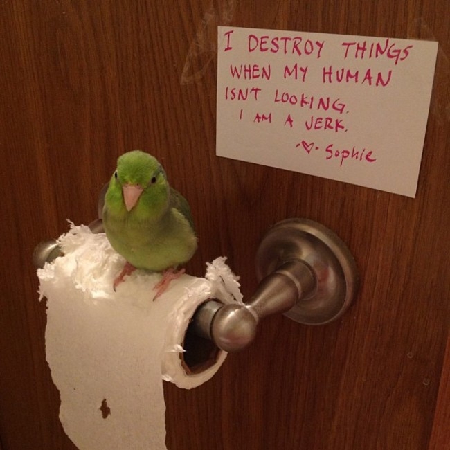 23 'Bird Shaming' Moments Show That They're Quite The Troublemakers