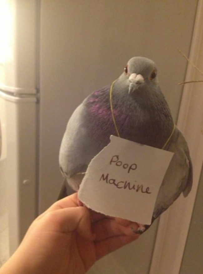 23 'Bird Shaming' Moments Show That They're Quite The Troublemakers