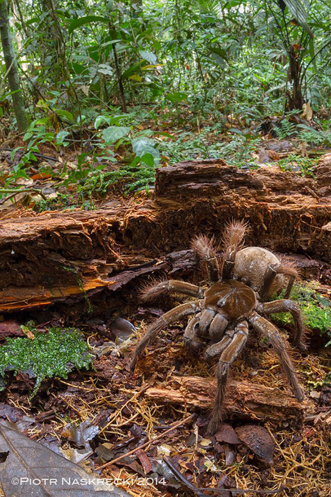 This Guy Had The Best Reaction When He Bumped Into The Biggest Spider 