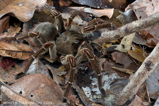 This Guy Had The Best Reaction When He Bumped Into The Biggest Spider 