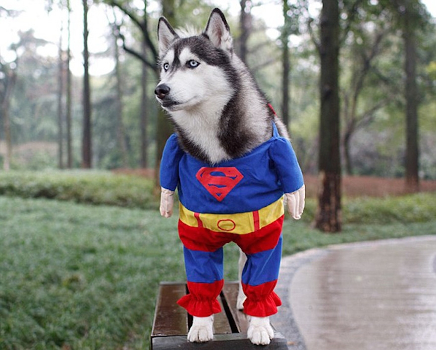 25 Terrifying Cute Halloween Costumes For Pets