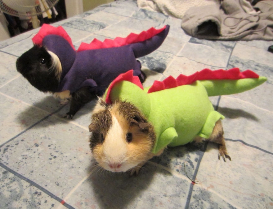 25 Terrifying Cute Halloween Costumes For Pets