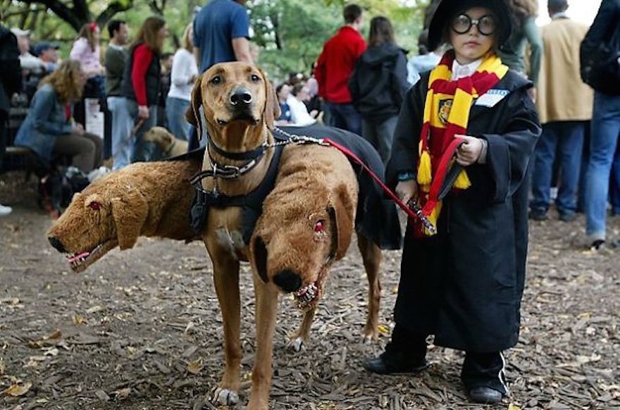 25 Terrifying Cute Halloween Costumes For Pets