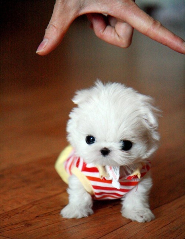 The 30 Teeniest Tiniest Puppies Being Adorably Teeny Tiny 