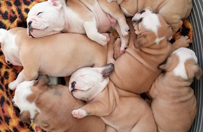 The 30 Teeniest Tiniest Puppies Being Adorably Teeny Tiny 
