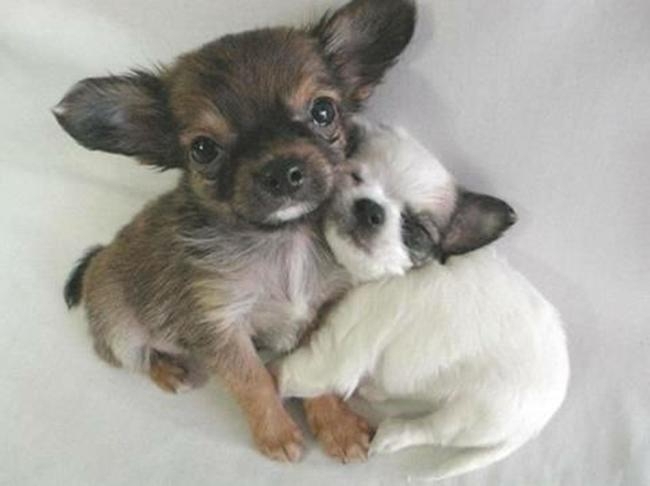 The 30 Teeniest Tiniest Puppies Being Adorably Teeny Tiny 