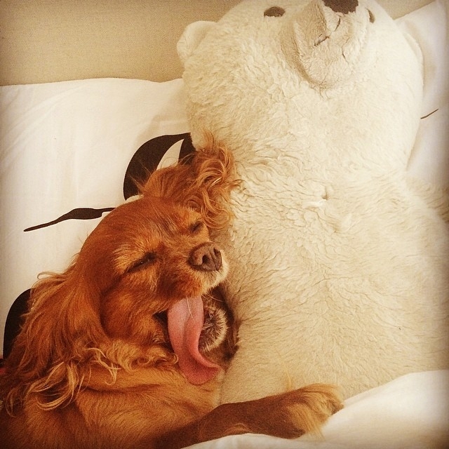 Meet Toast, the Adorable Dog Whose Tongue Is Constantly Sticking Out
