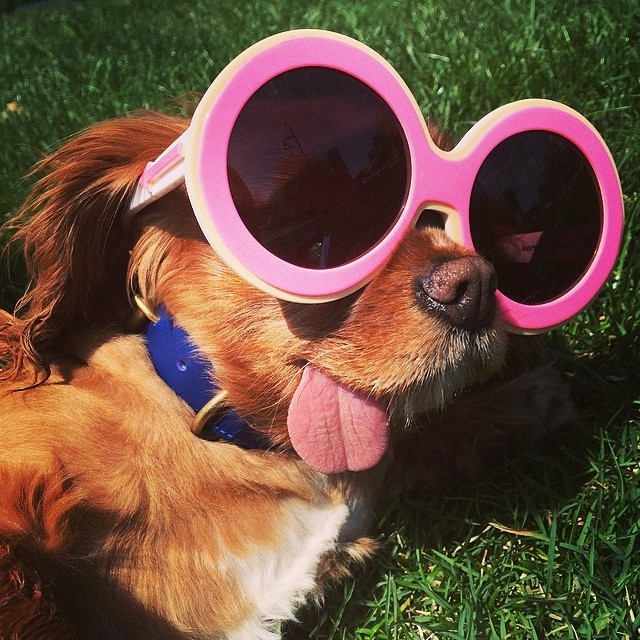 Meet Toast, the Adorable Dog Whose Tongue Is Constantly Sticking Out