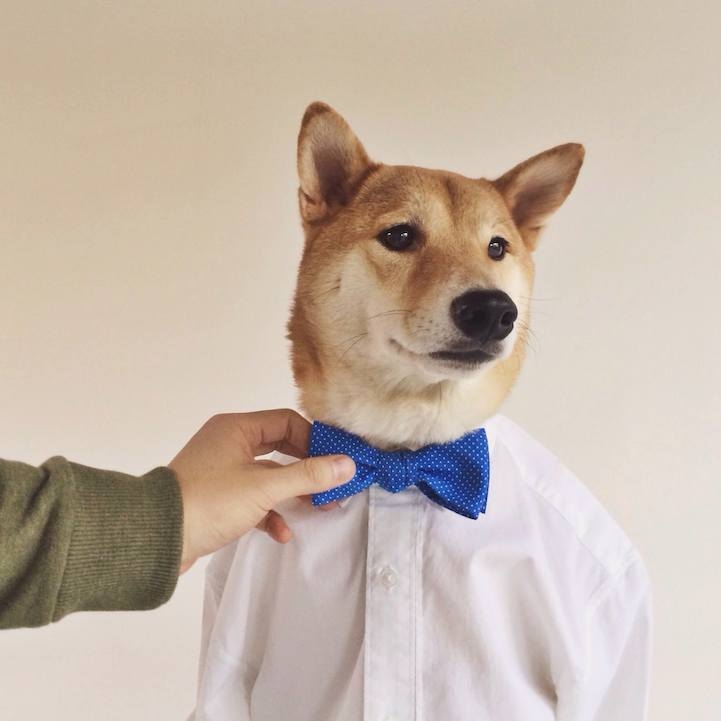 the Stylish Shiba Inu Who Makes $15,000 a Month