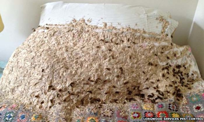 What They Found Living In Their Bedroom, Will Give You Nightmares