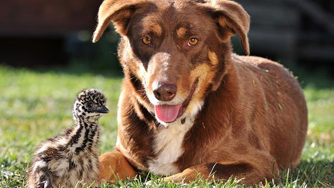  Meet Chip The Dog, The Most Adorable Farmhand