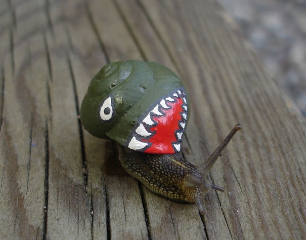 Pimp out snails' shells