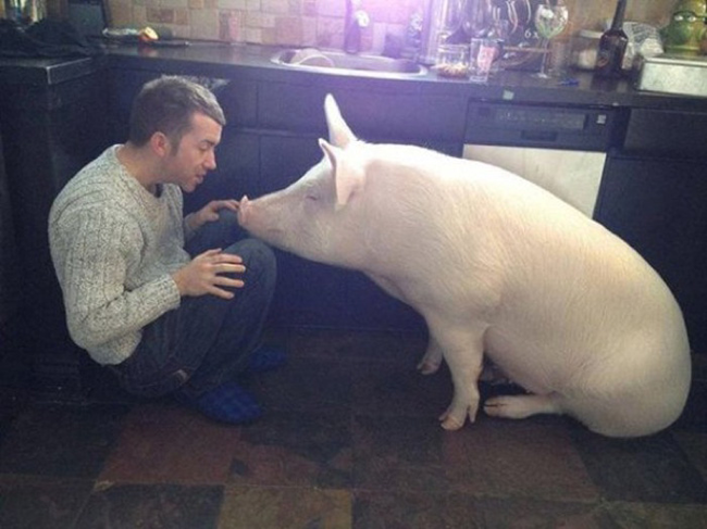  This Little Mini-Pig Grew Into a Big Cutie.