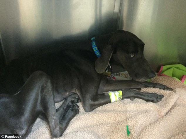 This Poor Dog Was Eating Sticks And Stones Before It Was Rescued