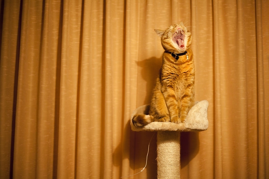 Meet Luccie: My Yawning And Stalking Cat