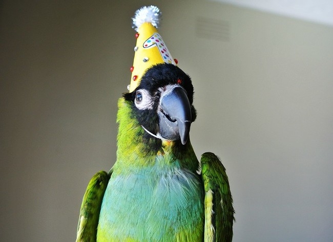 Ridiculously Happy Animals Celebrating Their Birthday