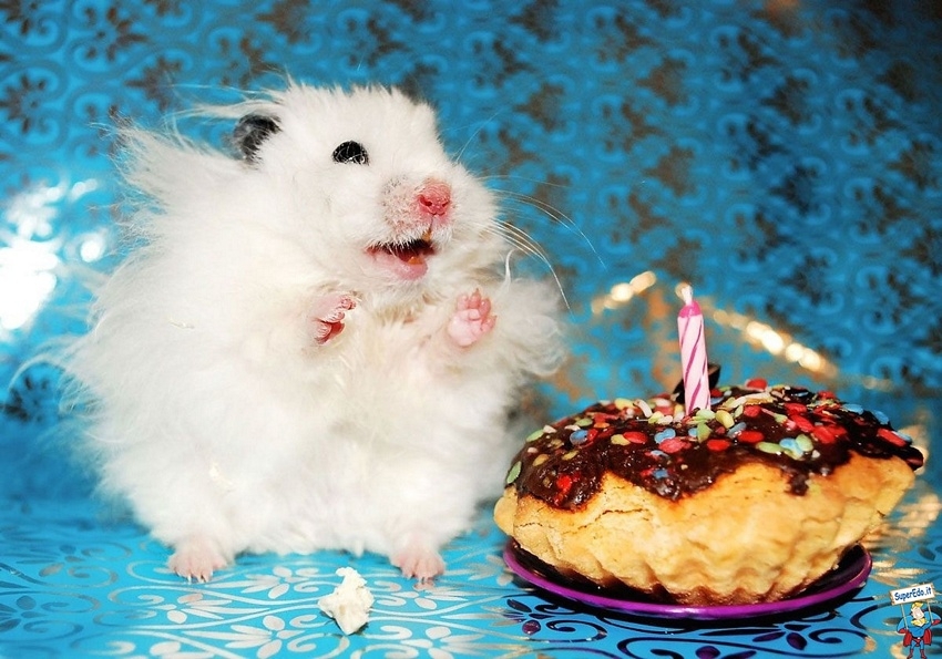 Ridiculously Happy Animals Celebrating Their Birthday