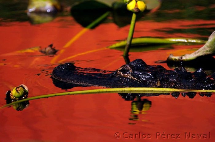 9 Year-Old Spanish Boy Becomes Young Wildlife Photographer Of The Year