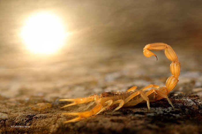 9 Year-Old Spanish Boy Becomes Young Wildlife Photographer Of The Year