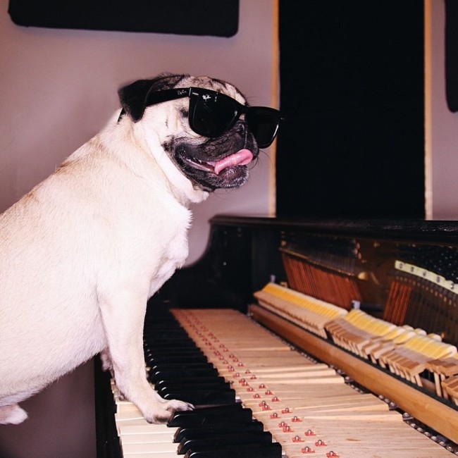 Doug the Pug Does Halloween Better than You